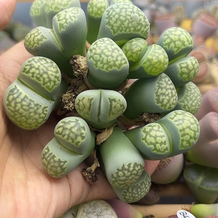 4377绿李夫人9头福利