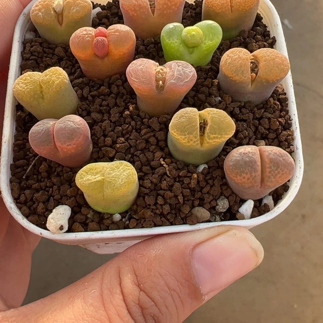 751多肉植物种类多样