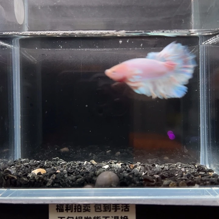 斗鱼竞拍跑单拉黑27号112