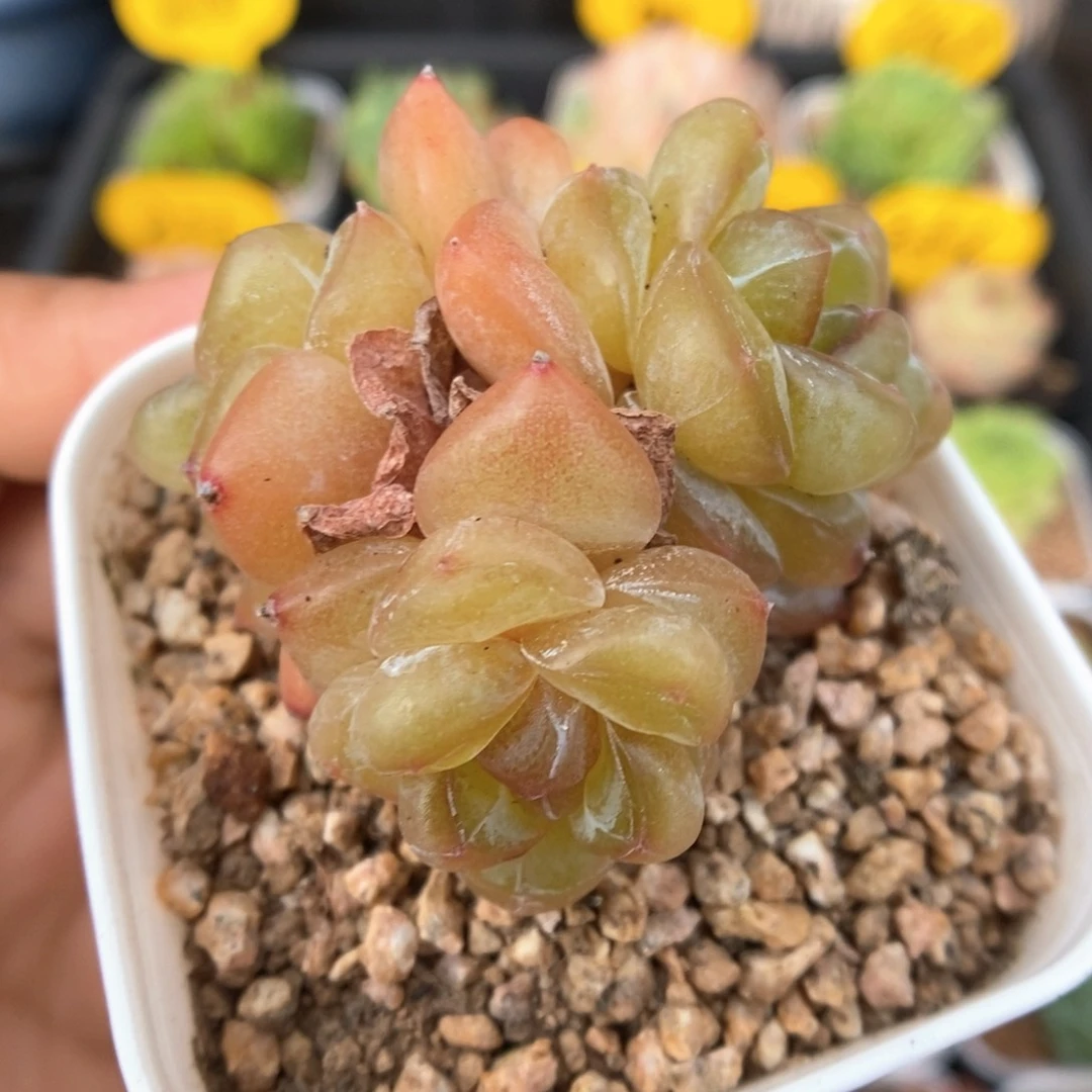 金雀珍妮群生286号