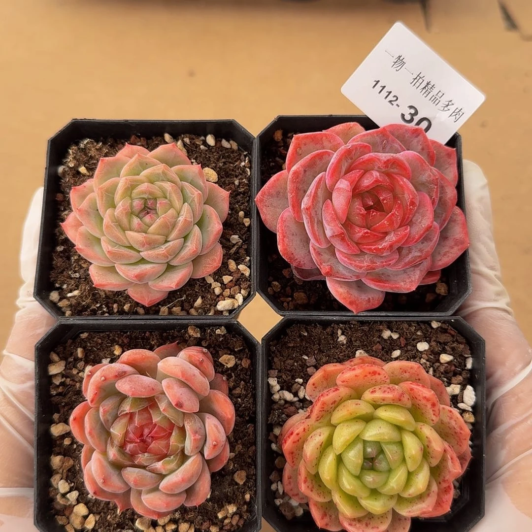 1112-30四颗多肉一物一拍