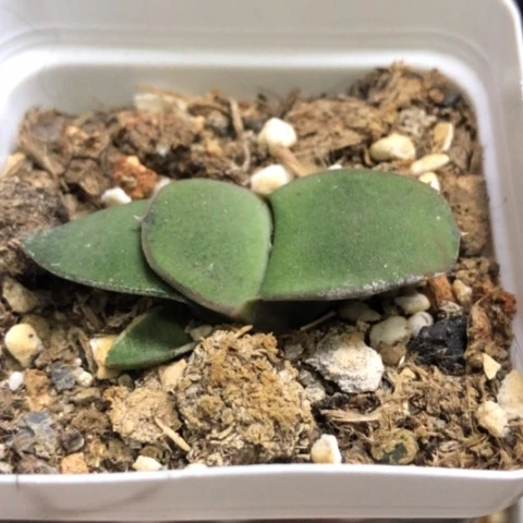 蜗牛带盆发货哈哈哈哈