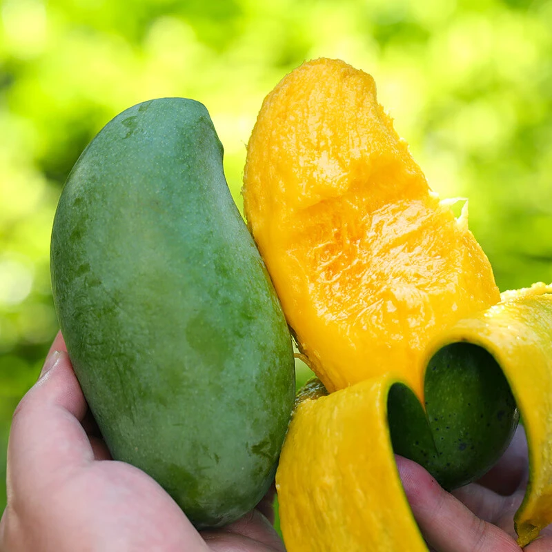 广西桂七芒果 净重4.5/8.5斤D