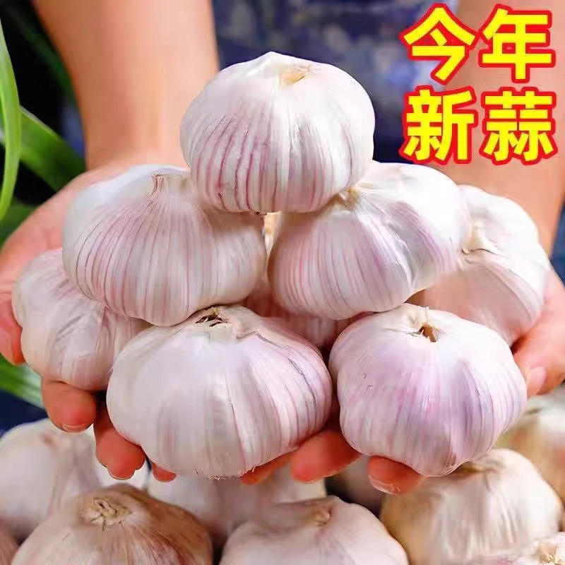 正宗杞县大蒜紫白皮新鲜新干蒜农产品蒜头河南大头蒜干蒜新蒜