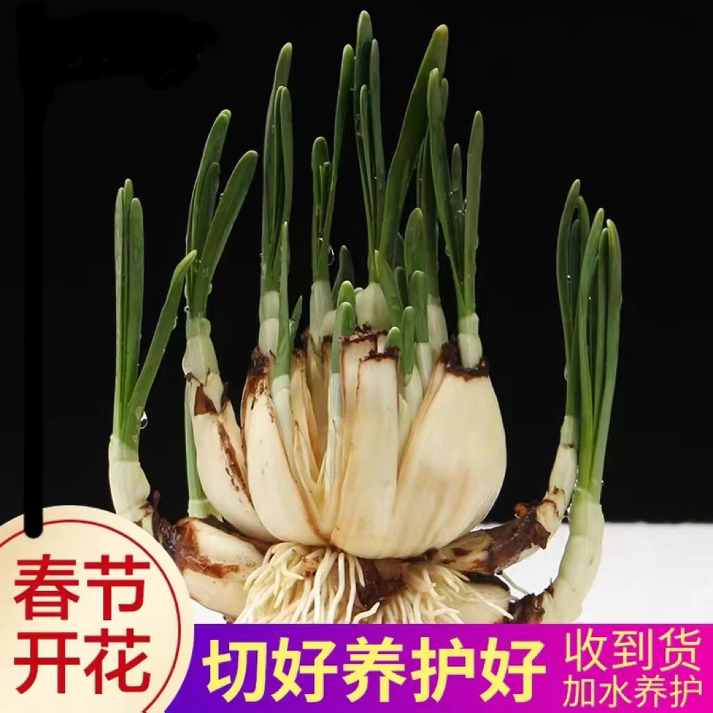 春节开花八切水仙花王