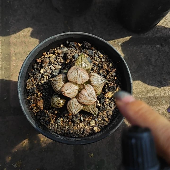 皇妃变异一颗多肉植物