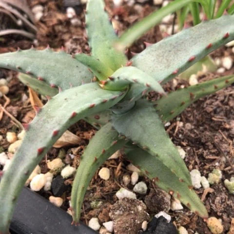 卡莎蒂芦荟多肉植物