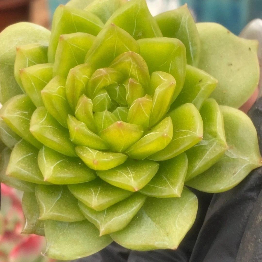 173麦秆杂锦锦锦锦锦