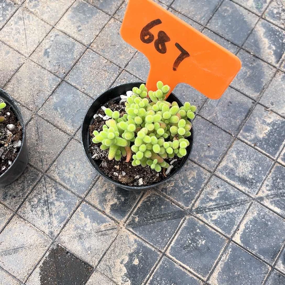 糖球687号码牌子的话