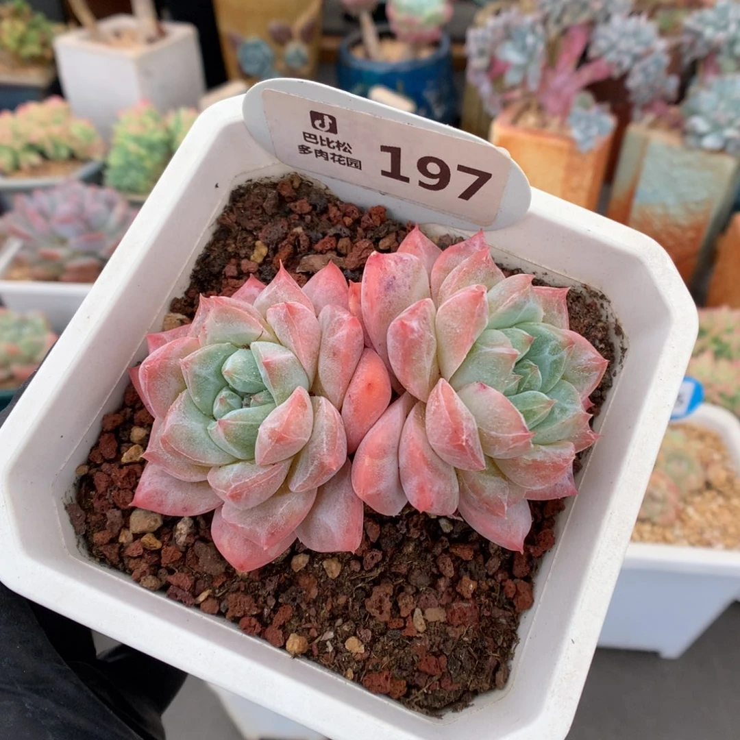 197 粗腿粉钻多肉