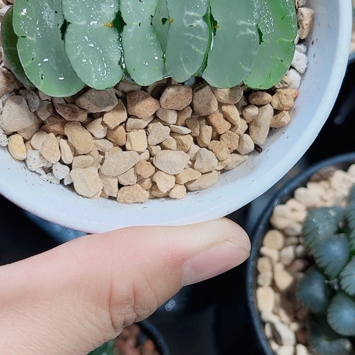 旷月玉扇精品十二卷