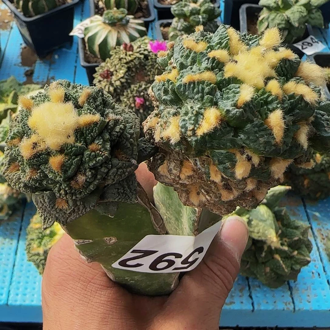 两个龟甲592仙人球开花