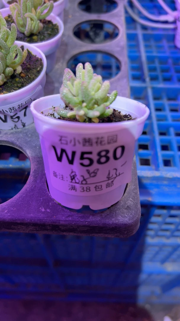 兔子-米粒锦-多肉植物枝干番杏