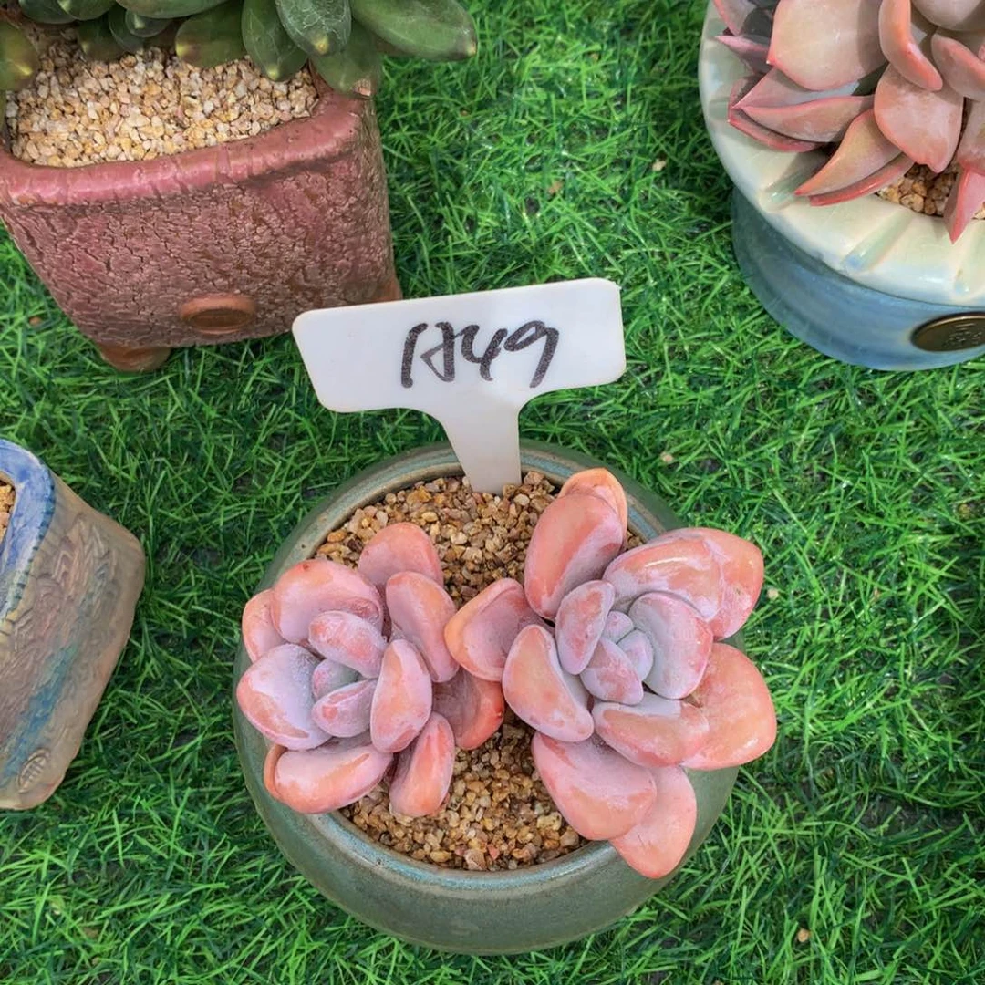 ?****?粉兔多肉植物63627