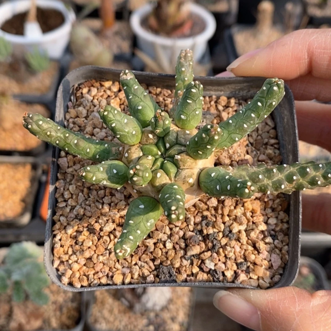 【闪购商品】九头龙大戟