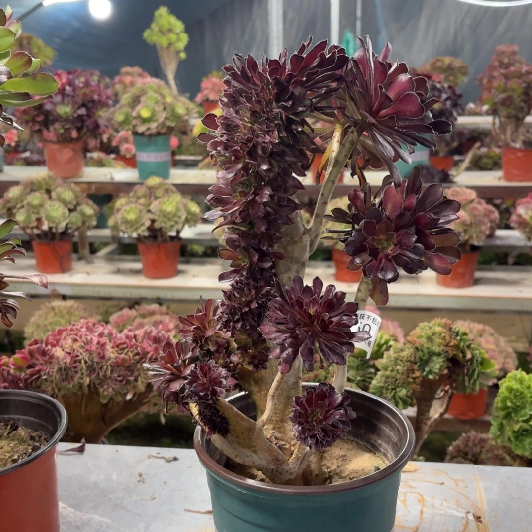 750黑法师缀化多肉植物