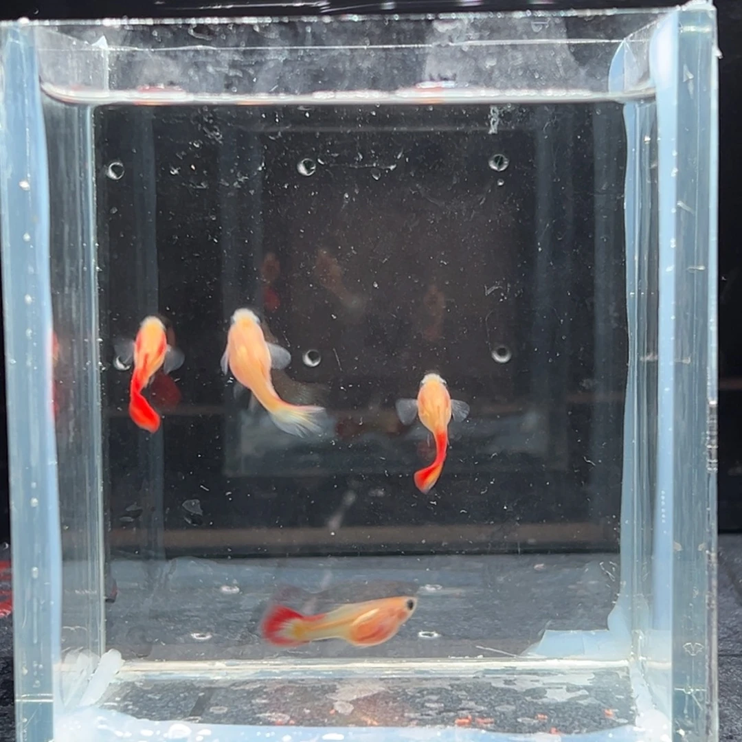 孔雀鱼银河红尾玻璃猫2对