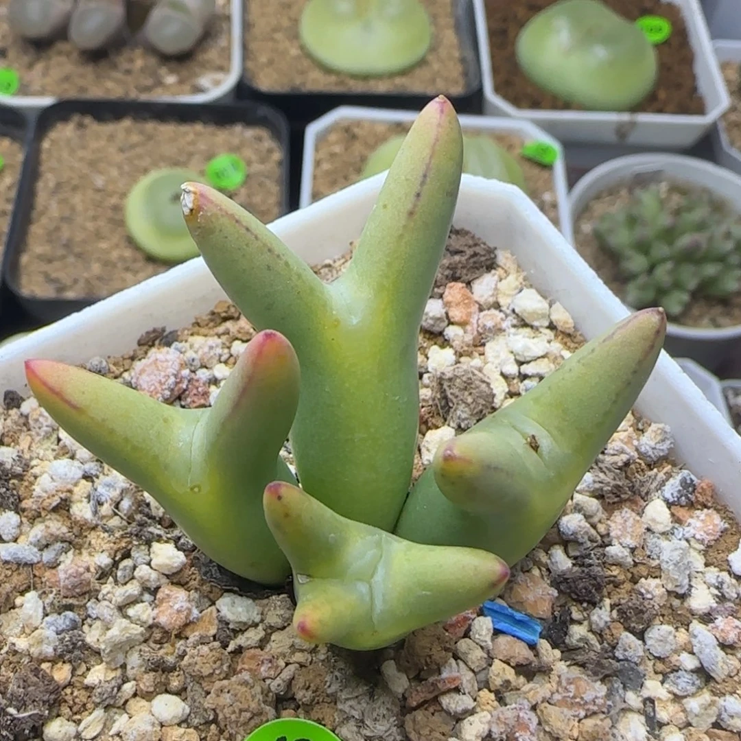 皮卡丘群多肉植物106