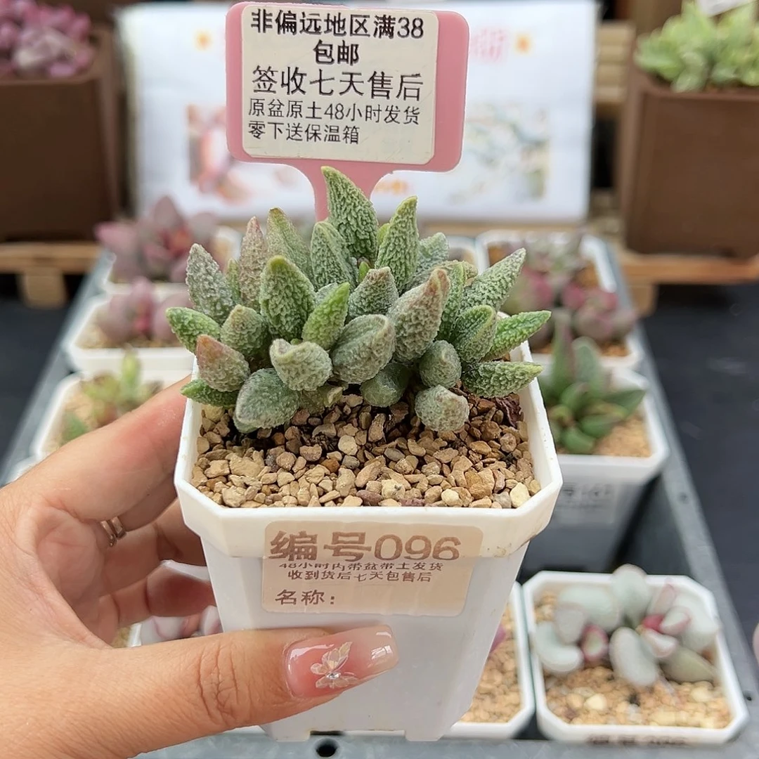 小*龙096七彩仙女多肉植物