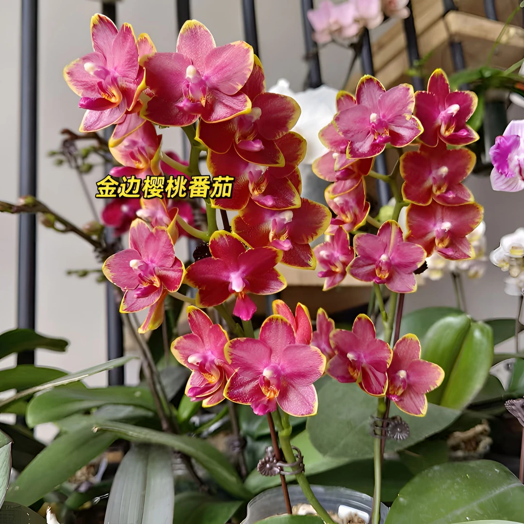 带香味带剑【金边番茄】2.8寸杯叶片瑕疵蝴蝶兰（全店满2颗发货）