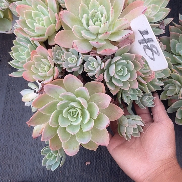 蔷***院晨语多肉，一物一拍48