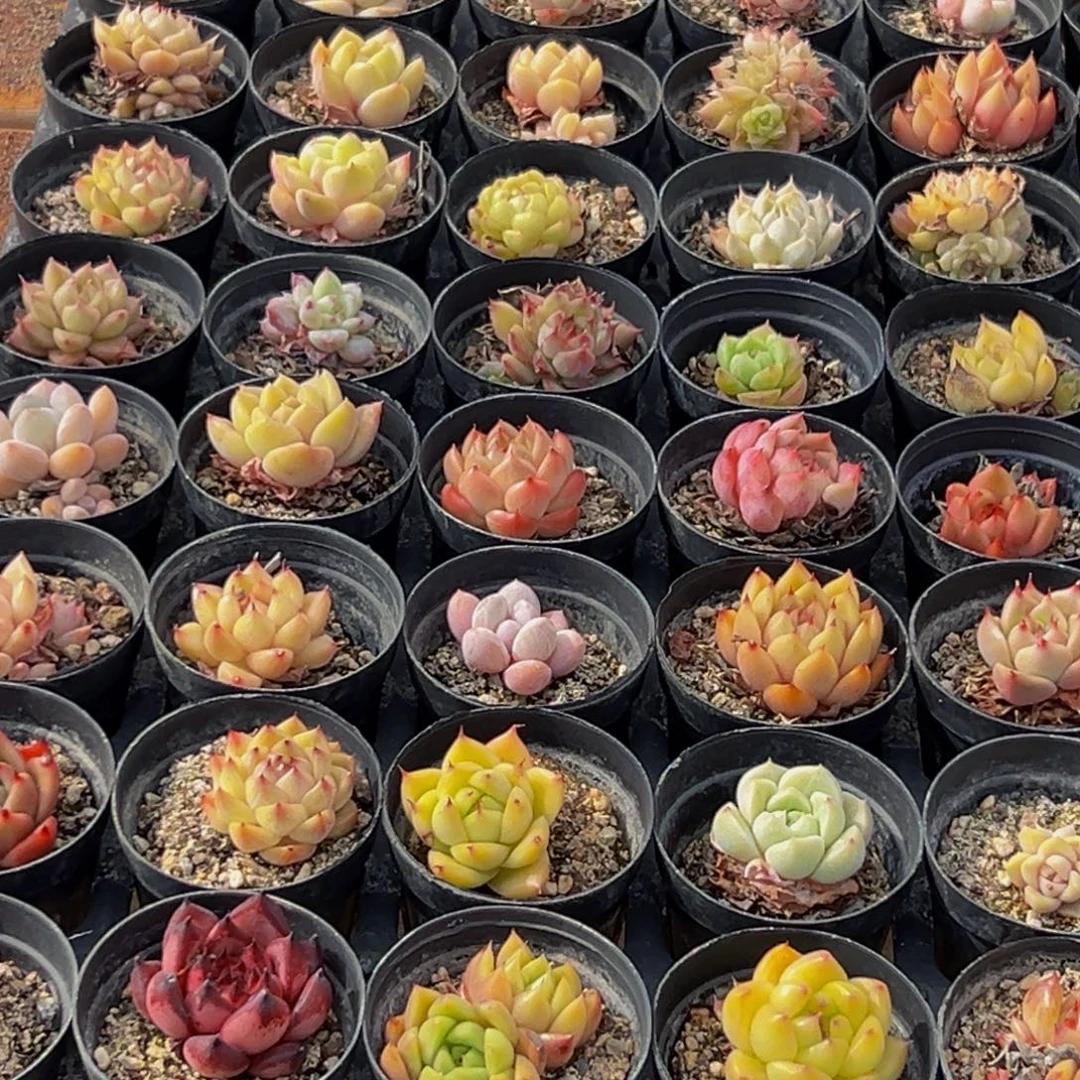 956多肉菜市场里有很多的