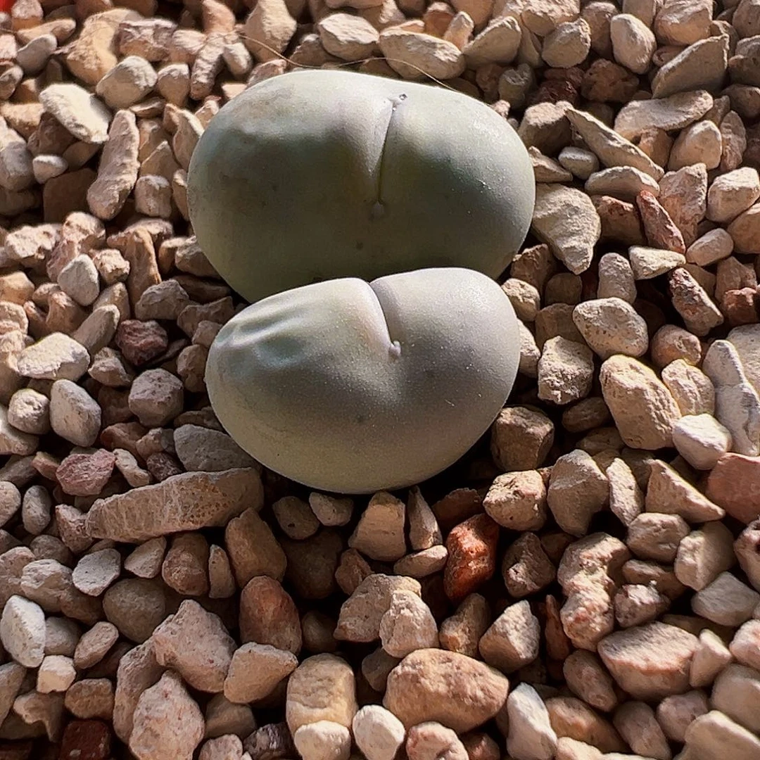 无花朵特选大型大嘴….
