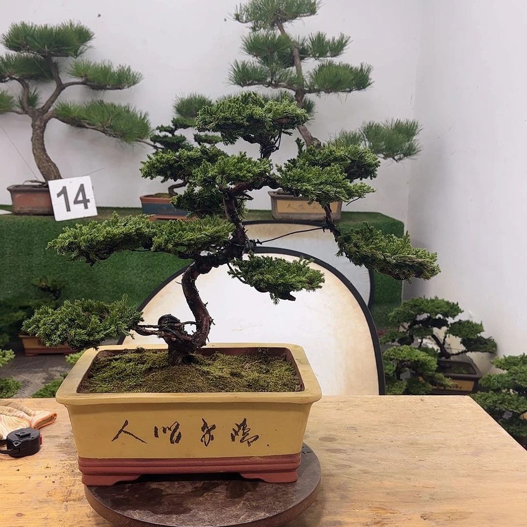 流****?盆景盆景盆景盆景盆景