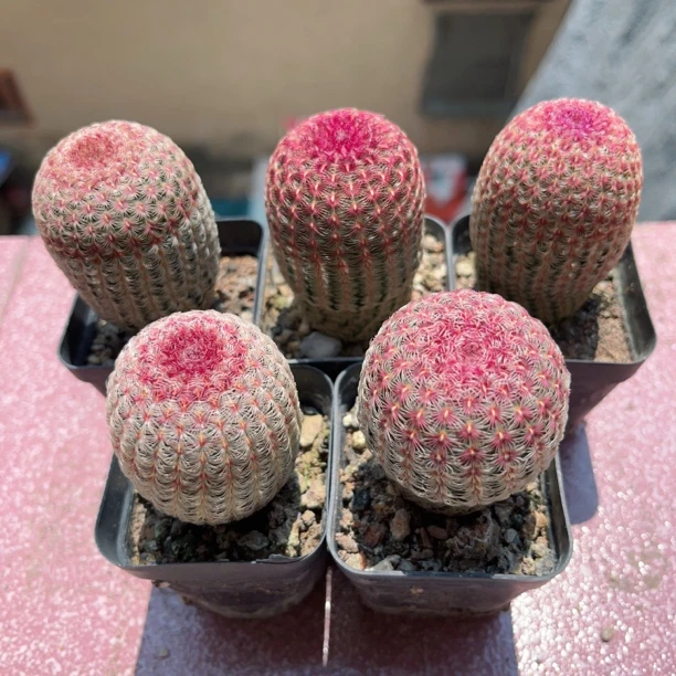 实生红太阳仙人球室内好养会开花的防辐射多肉植物盆栽