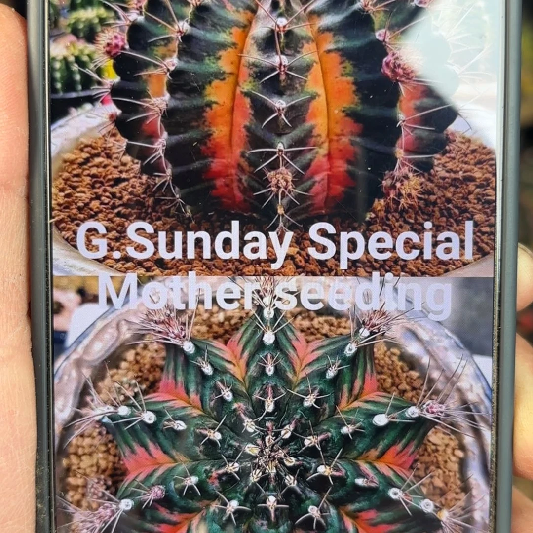 泰系米哈仙人球母本6666