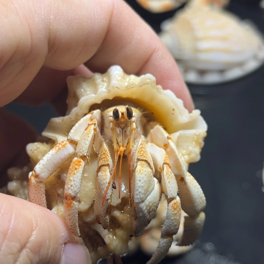 闪1号毛球2.0口径