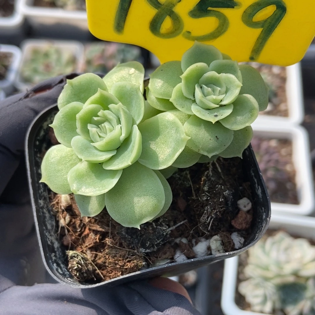 1859虾饺多肉植物多肉