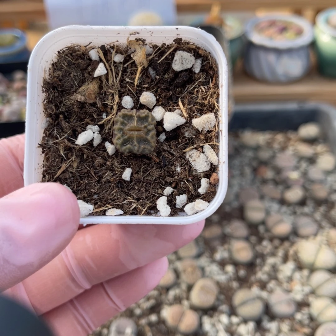 多肉植物一物一拍61