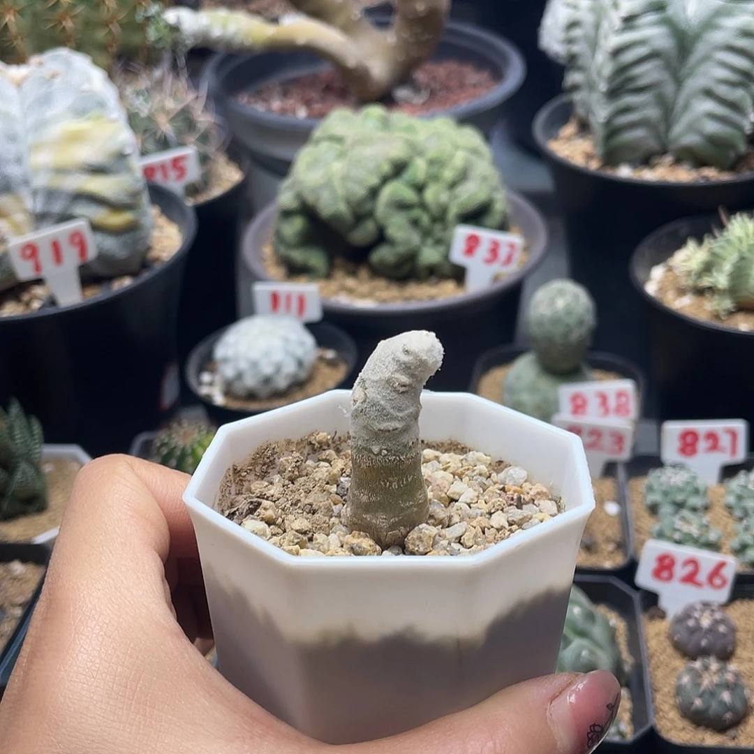 实生雪露厚敦菊仙人球