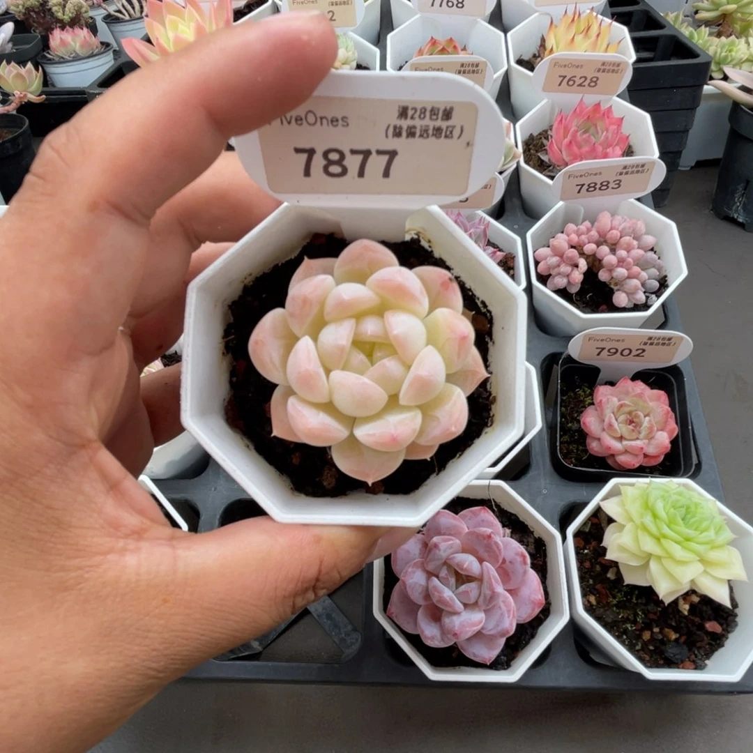 7877白桃汽水4.5厘米