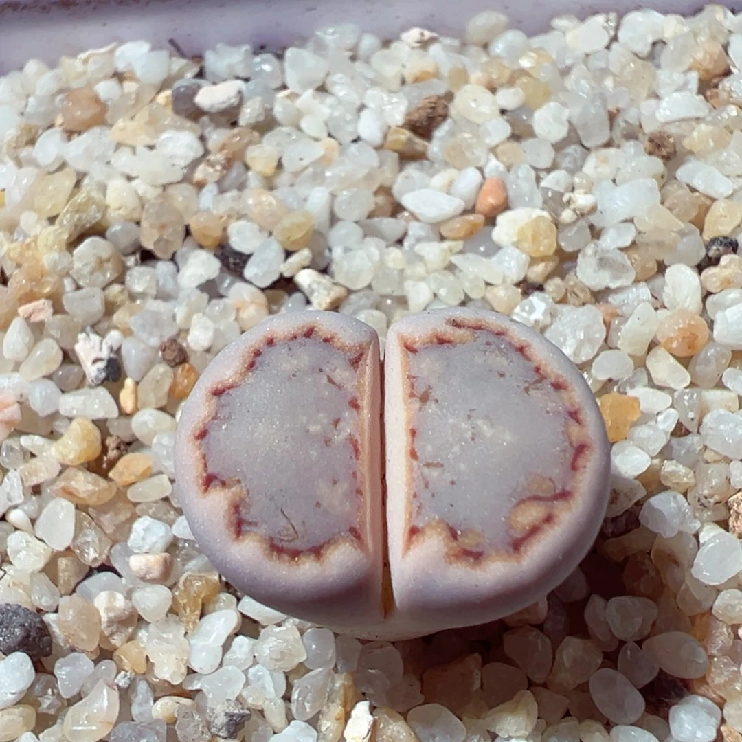 1219-795多肉多肉217