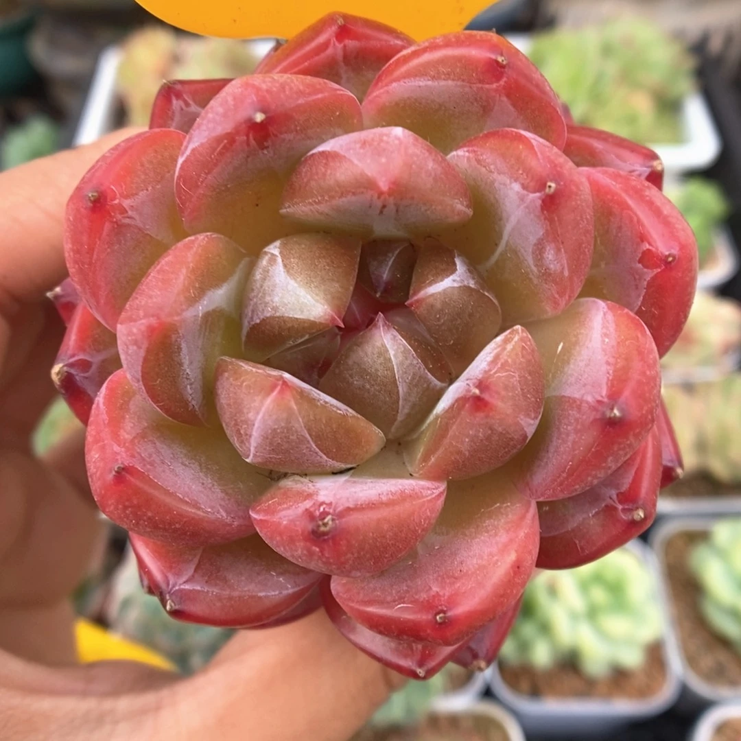熊猫珍妮558号。