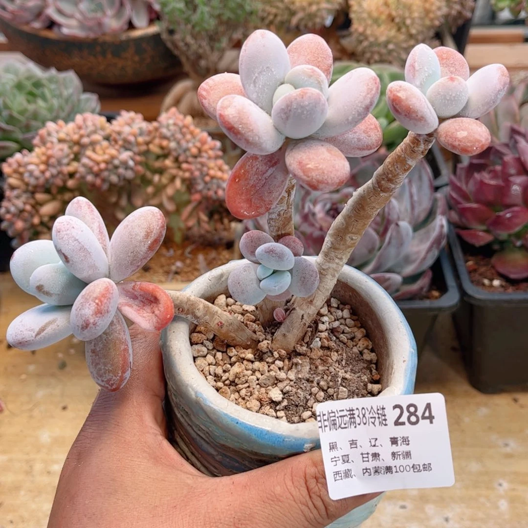 284雪美人德华多肉