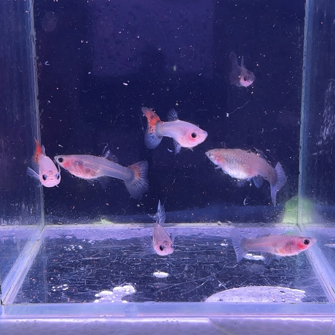 炁***鸶孔雀鱼蓝礼服7条所见即所得