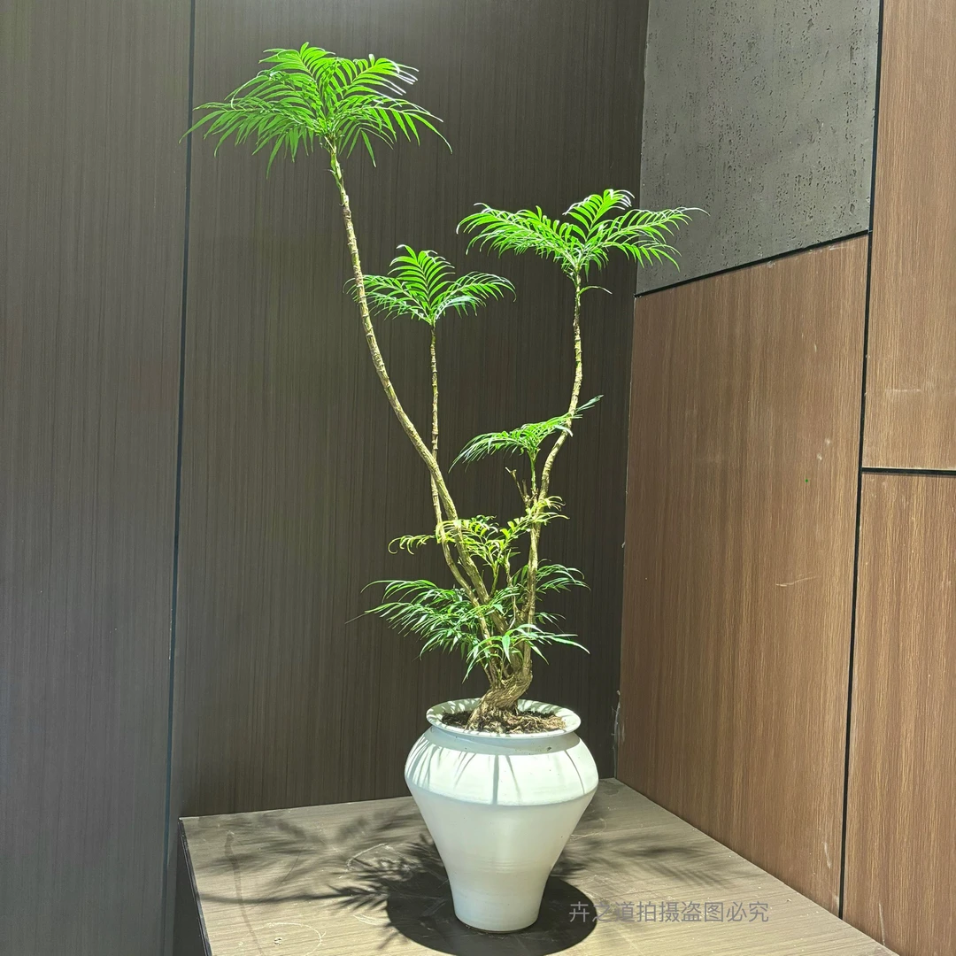 [一物一拍]十大功劳茶室盆景玄关绿植