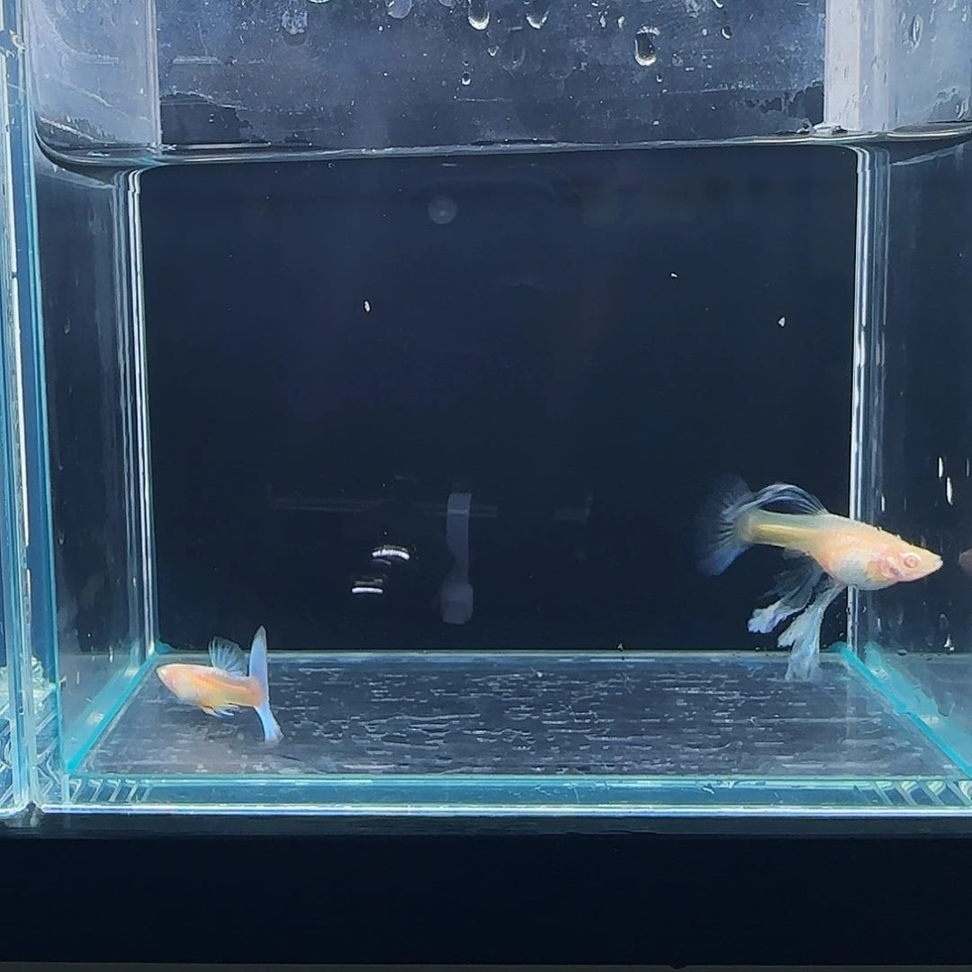 孔雀鱼蓝白绣球1对 30号