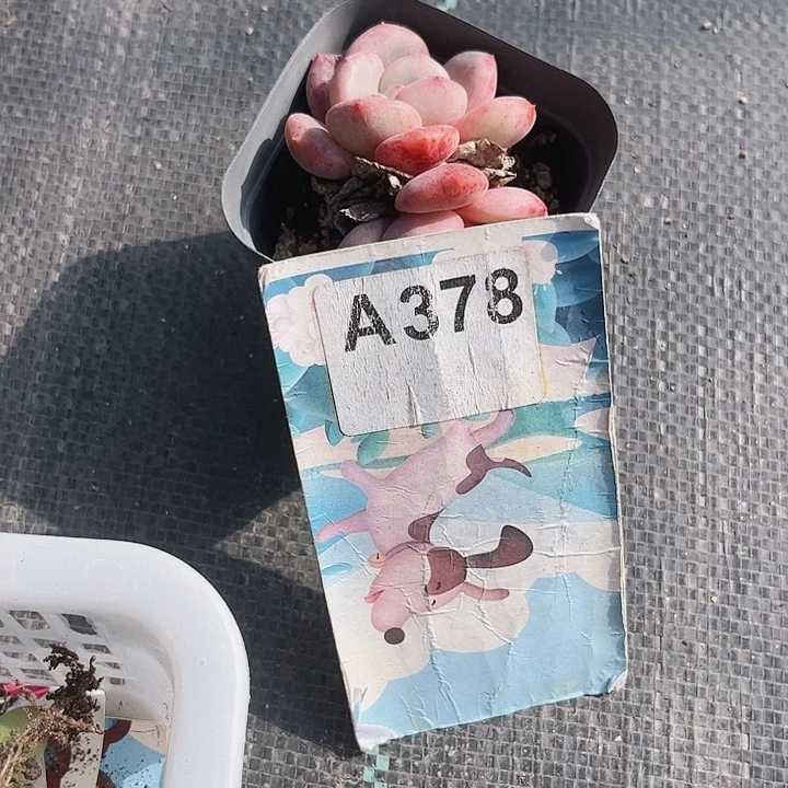 用****6378密密麻麻密密麻麻吗