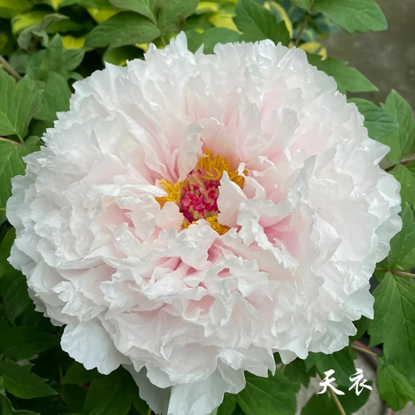 【天衣】裸根牡丹包对版-庭院阳台花卉粉白色重瓣大花