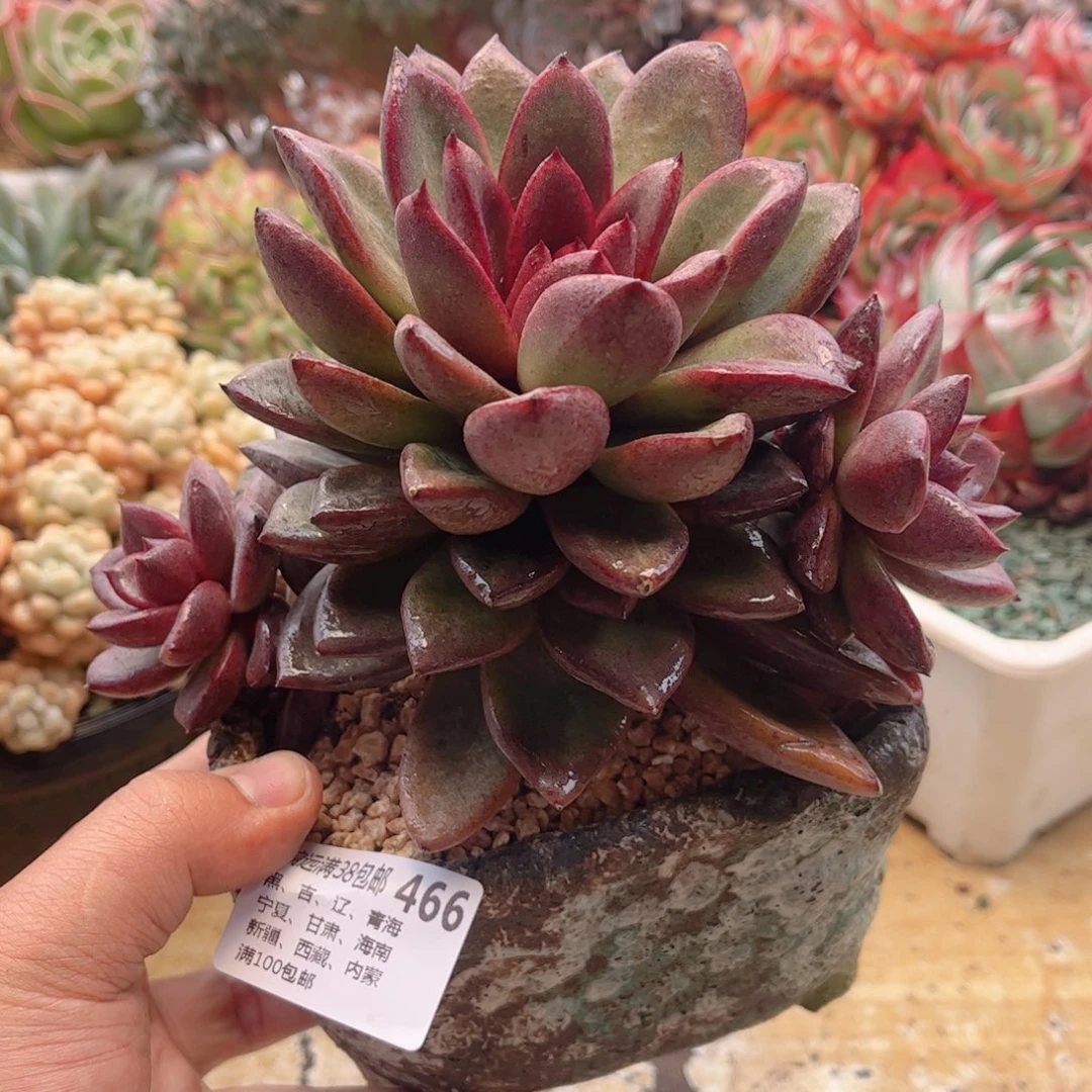 466丰沛玫瑰德华多肉
