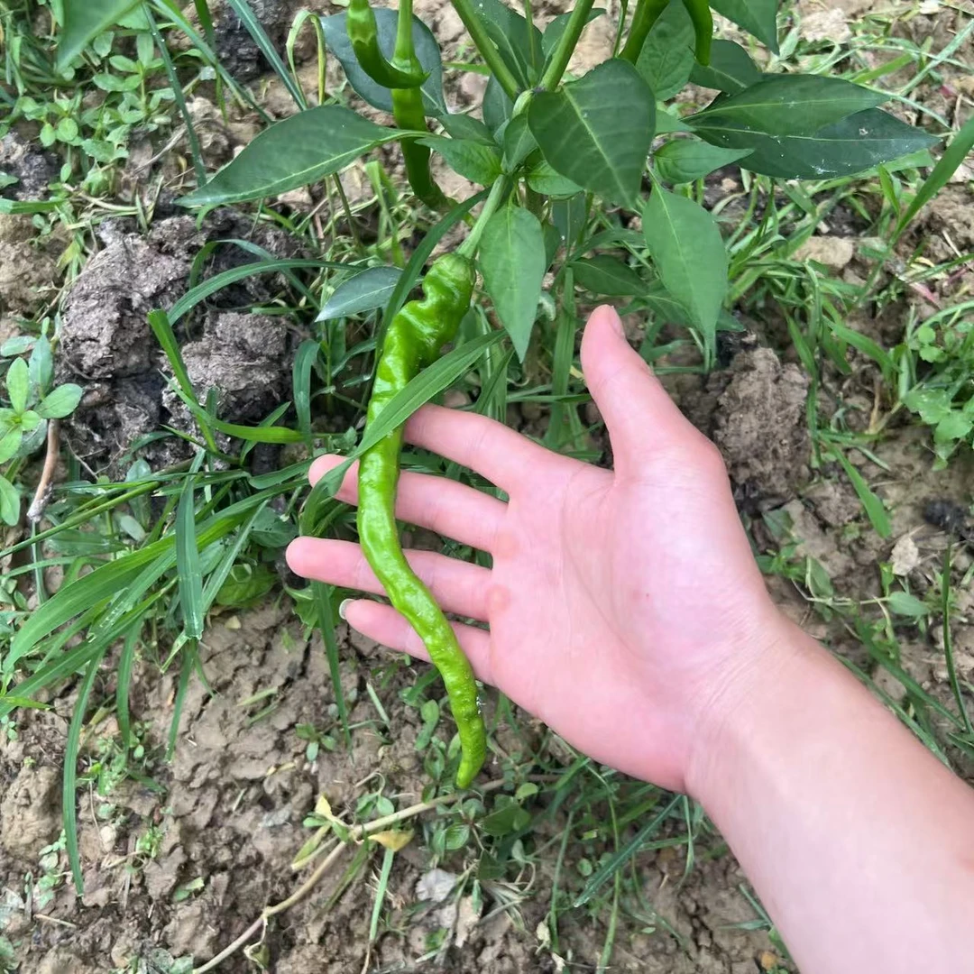 (农村好货）湖南邵阳农村阳光本地土辣椒，已停
