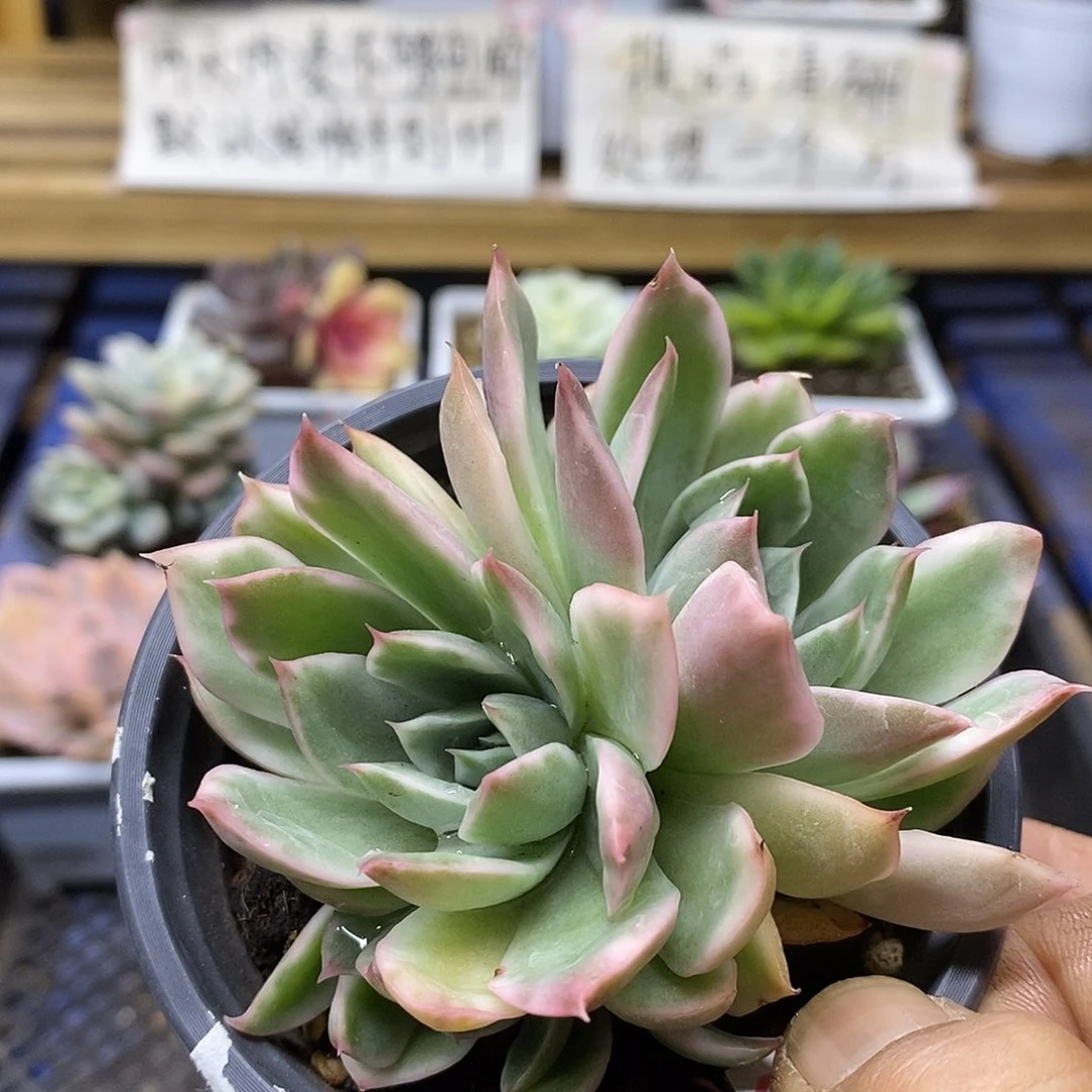 30181 水晶恋人锦 3 头