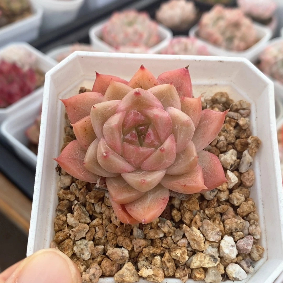 精品多肉一物一拍不包整20