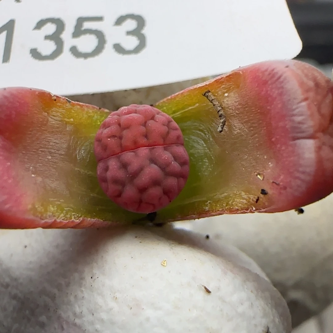 1353。阿克塞尔玫瑰。一年。不大。