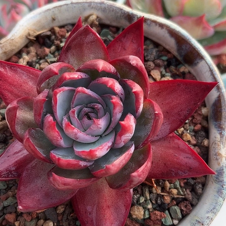 惊鸿惊鸿惊鸿量拍叶展 11默认裸根发货