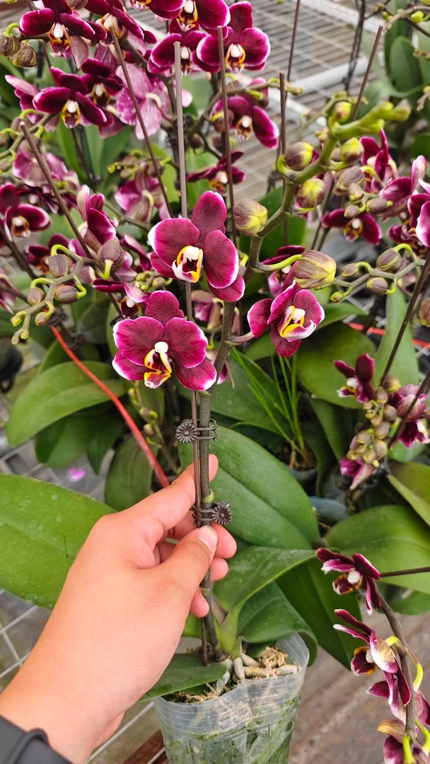 【农掌柜】蝴蝶兰 巧克力 3.0寸单花剑 带花带花苞